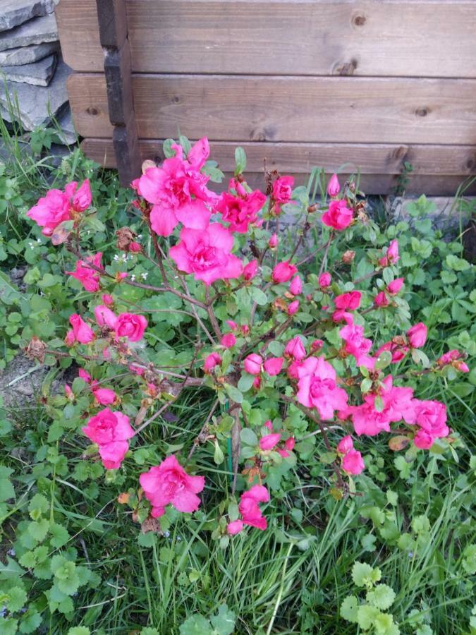 R&B Albero Cavo Parma Bed & Breakfast Eksteriør bilde
